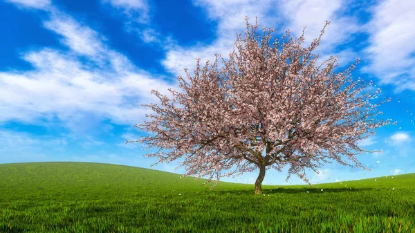 Árvore de cereja sakura florescente com pétalas caindo — Fotografia de Stock