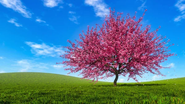 Paisagem de primavera com árvore de cereja sakura florescente — Fotografia de Stock