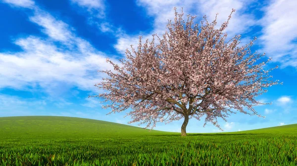 Paisagem com única cerejeira em plena floração — Fotografia de Stock