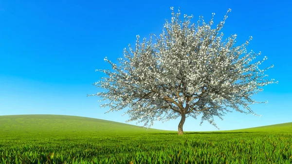 Paisagem de primavera com árvore de cereja de flor única — Fotografia de Stock