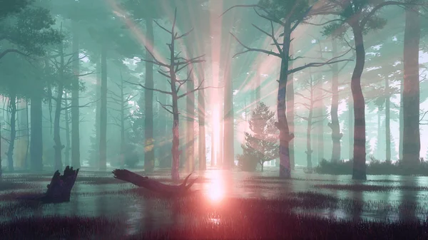 Naplemente sugarak mocsaras erdőben ködös hajnalban vagy Alkonyat — Stock Fotó