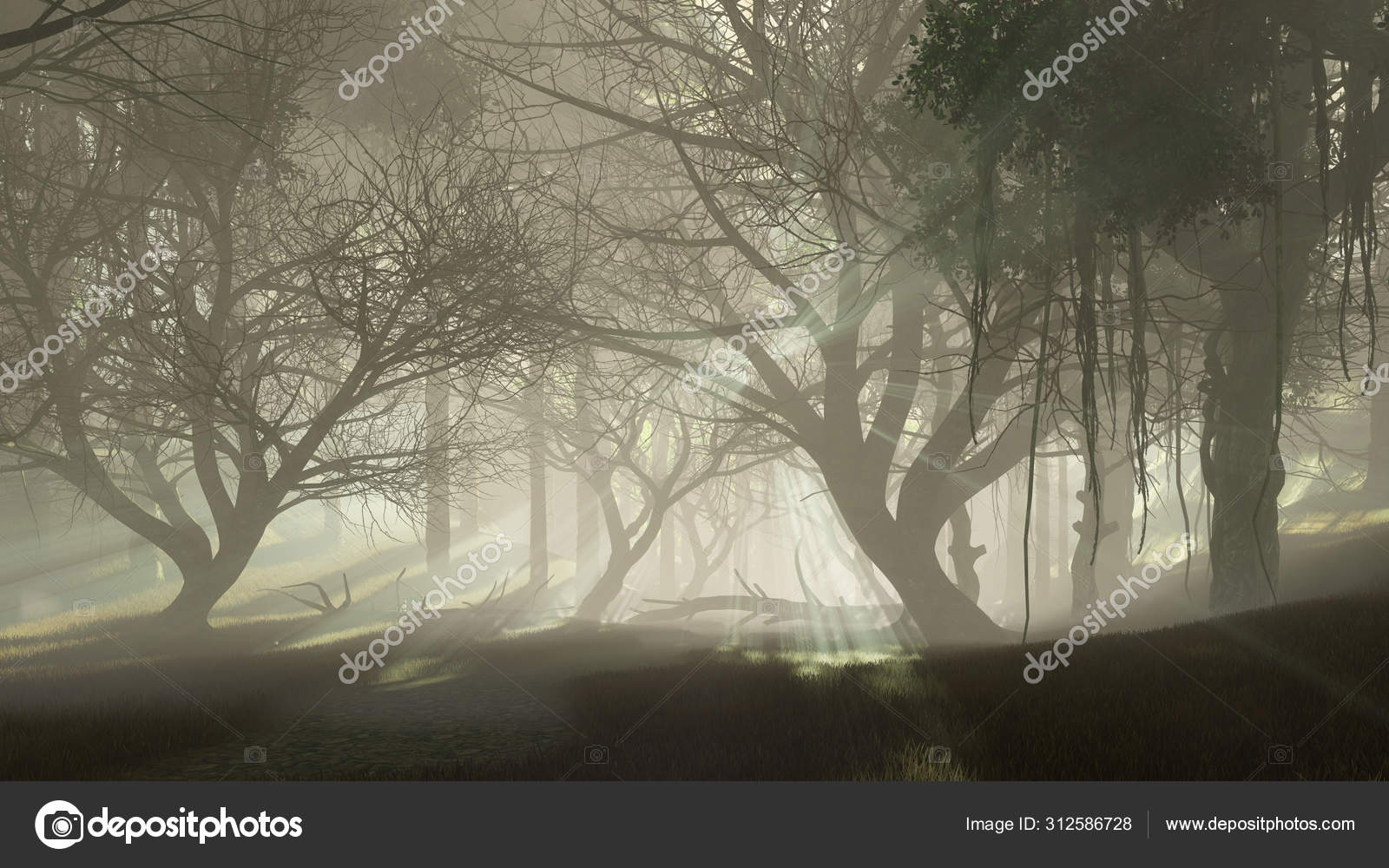 Dark Mysterious Forest At Foggy Dusk Or Night Stock Photo C Marsea