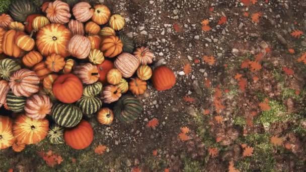 感謝祭やハロウィーンの休日のために屋外の農村農家市場で地面に積み上げ様々なカラフルな秋のカボチャのクローズアップビュー 4Kでレンダリングされた秋の季節のお祝い3Dアニメーション — ストック動画