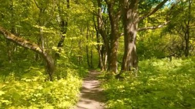 Güneşli bahar gününde yeşil yapraklarla kaplı büyük ağaçlar arasında boş dar patikalarla peri masalı ormanlarında yürüyoruz. 4K ile hazırlanmış el kamerası görüntüsü.