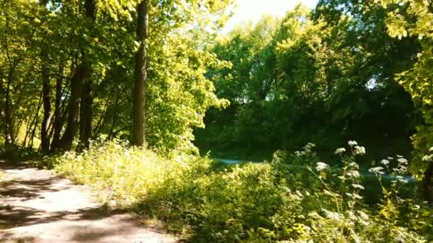 Sonnenlicht Gebadet Wald Oder Parkweg Zwischen Bäumen Mit Frischem Grünen — Stockvideo