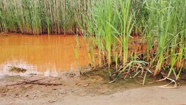 Концепция Загрязнения Реки Риверсайд Грязной Загрязненной Водой Зарослями Тростника Центре — стоковое видео