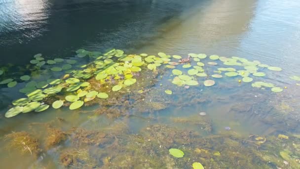 市内の川で行に泳いでかわいいアヒルと野生のマガモのアヒル 新生児の鳥を持つ母アヒルは昼間池の水の中で睡蓮の間で泳ぐ — ストック動画
