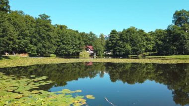 Güneşli yaz gününde Rusya 'nın Kaliningrad Oblastı' nda popüler bir tatil beldesi olan Zelenogradsk 'ta su zambaklarıyla kaplı sakin su yüzeyi ile şehir parkı eğlence bölgesi. 4K ile hazırlanmıştır.