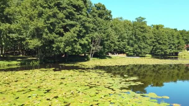 Superficie Dell Acqua Calma Del Laghetto Della Città Coperto Ninfee — Video Stock