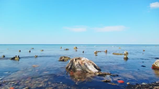 Snags Relict Trees Calm Shallow Water Coast Baltic Sea Low — Stock Video