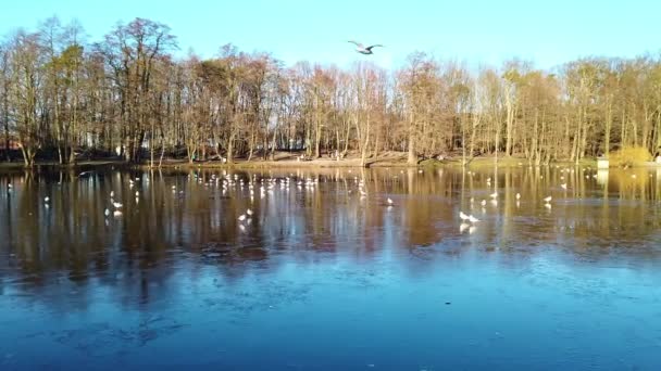 Parc municipal zone de loisirs avec surface d'eau légèrement gelée de l'étang et les mouettes marchant sur la glace mince à Zelenogradsk - station balnéaire populaire dans l'oblast de Kaliningrad, Russie à la journée d'hiver ensoleillée