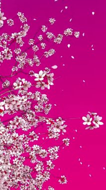 Çiçek yaprakları yavaş çekimde canlı pembe arka plana doğru düşerken, çiçek açan kiraz ağacının alçak açılı görüntüsü. Bahar sezonu dekoratif dikey 3D animasyon.