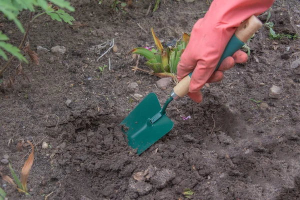 Tangan Dengan Sekop Menggali Tanah Tanaman Penanam Kebun Halaman Pekerjaan — Stok Foto