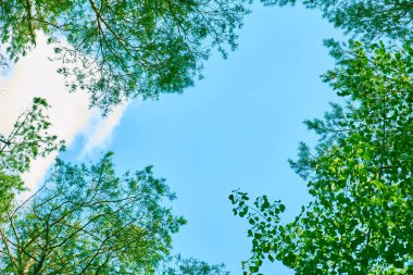 Açık mavi gökyüzünü beyaz bulutlarla çevreleyen yüksek ağaçların gölgesi. Yeşil ormanı araştırıyorum. Yeşil yapraklı ağaçlar