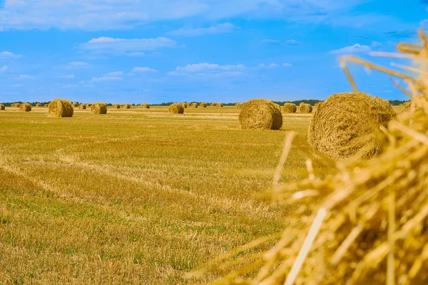 Mavi bulutlu gökyüzüne karşı tarlada altın yuvarlak saman balyaları. Hasat mevsimi. Sonbahar doğa manzarası ve arka plan. Güneşli sonbahar gününde tarımsal tarlalarda saman yığınları