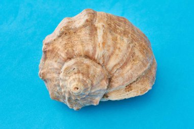 Mavi arka planda deniz kabuğu. Yaz zamanı konsepti