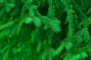 Noel ağacı brunch 'ı arka planda. Noel ağacı duvar kağıdı konsepti. Boşluğu kopyala