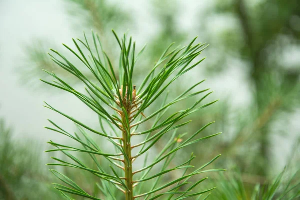 Christmas Tree Branches Concept New Year Christmas Nature — Stock Photo, Image