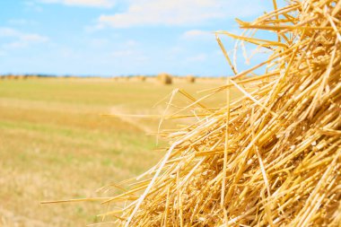 Sonbahar doğa manzarası ve arka plan. Güneşli sonbahar gününde tarımsal alanda saman yığınları. Sarı saman saman dokusu