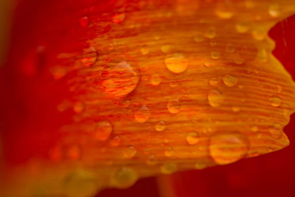 Niewyraźny Widok Czerwonego Żółtego Tulipana Kroplami Wody Defocussed Pomarańczowy Naturalne — Zdjęcie stockowe