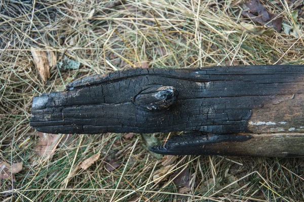 Piece Burnt Pine Trunk Burned Snag Funny Scarecrow — Stock Photo, Image