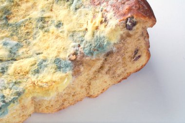 Turta üzerinde küf mantarı. Küflü turta yakın plan. Mantarlı ekmek. Küflü yemek.