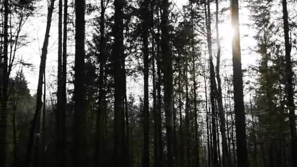 Video Den Deutschen Alpen Mit Bewegung Die Sich Einem See — Stockvideo