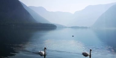 Avusturya Alpleri arasında Hallstatt Gölü'nde kuğular, kazlar ve ördekler kıyıya doğru yüzüyor