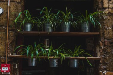 Budapeşte 'de eski püskü bir barda saksı bitkileri.