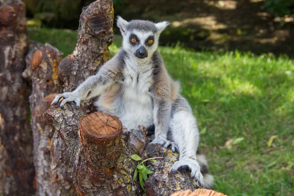 Lemur Sitting Fence Background Green Grass — Stock Photo, Image