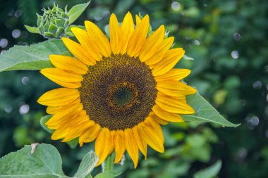 yeşil bir arka plan üzerinde büyük bir ayçiçeği