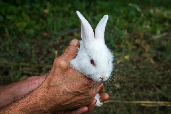 白兔在手中的绿色背景 — 图库照片