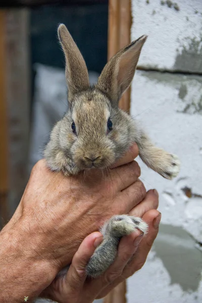 灰色兔子在灰色背景上 — 图库照片
