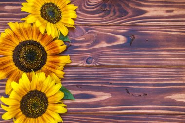 sarı ayçiçeği ile kahverengi ahşap arka plan