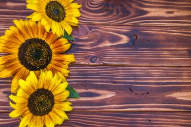 sarı ayçiçeği ile kahverengi ahşap arka plan