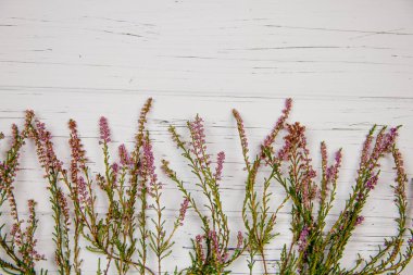 Beyaz ahşap arka planda orman çimleri. orman bitkisi