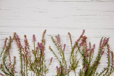 Beyaz ahşap arka planda orman çimleri. orman bitkisi