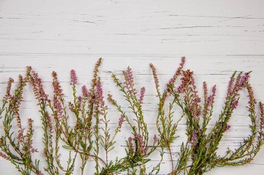 Beyaz ahşap arka planda orman çimleri. orman bitkisi