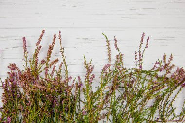 Beyaz ahşap arka planda orman çimleri. orman bitkisi