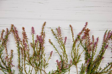 Beyaz ahşap arka planda orman çimleri. orman bitkisi