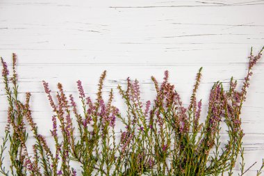 Beyaz ahşap arka planda orman çimleri. orman bitkisi