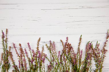 Beyaz ahşap arka planda orman çimleri. orman bitkisi