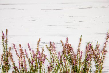 Beyaz ahşap arka planda orman çimleri. orman bitkisi