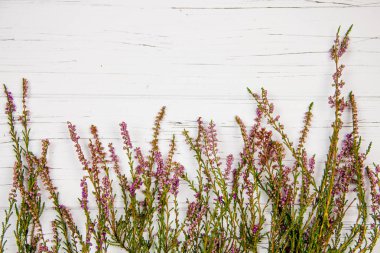 Beyaz ahşap arka planda orman çimleri. orman bitkisi
