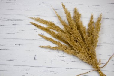 Pampas Grass On A White wooden Background clipart