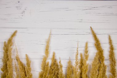 Beyaz ahşap bir arka planda Pampas Çimi