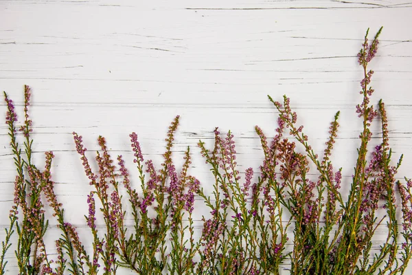 forest grass on a white wooden background . forest herb