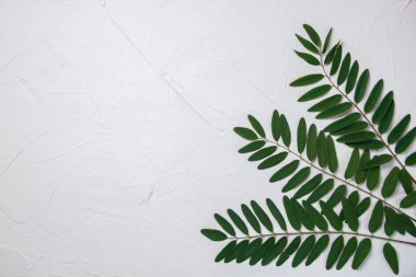 Akasya yeşil yapraklı beyaz arkaplan