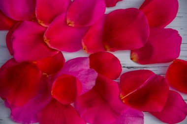 Hafif ahşap arka planda gül yaprakları. Bir arka plan gibi görünüyor.