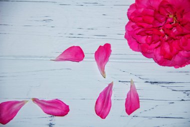 Hafif ahşap arka planda güller. Bir arka plan gibi görünüyor.